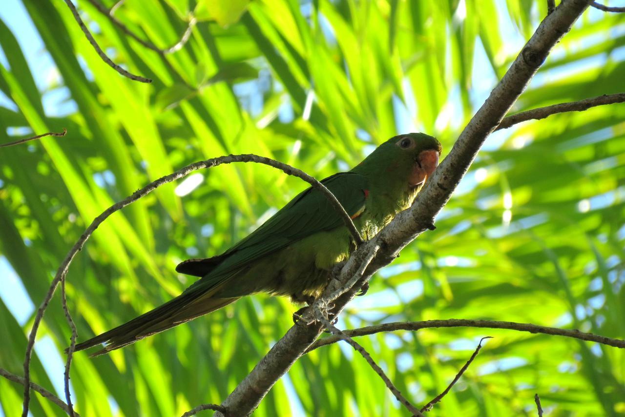 Pousada Fazenda Peroba Rosa Pedregulho المظهر الخارجي الصورة